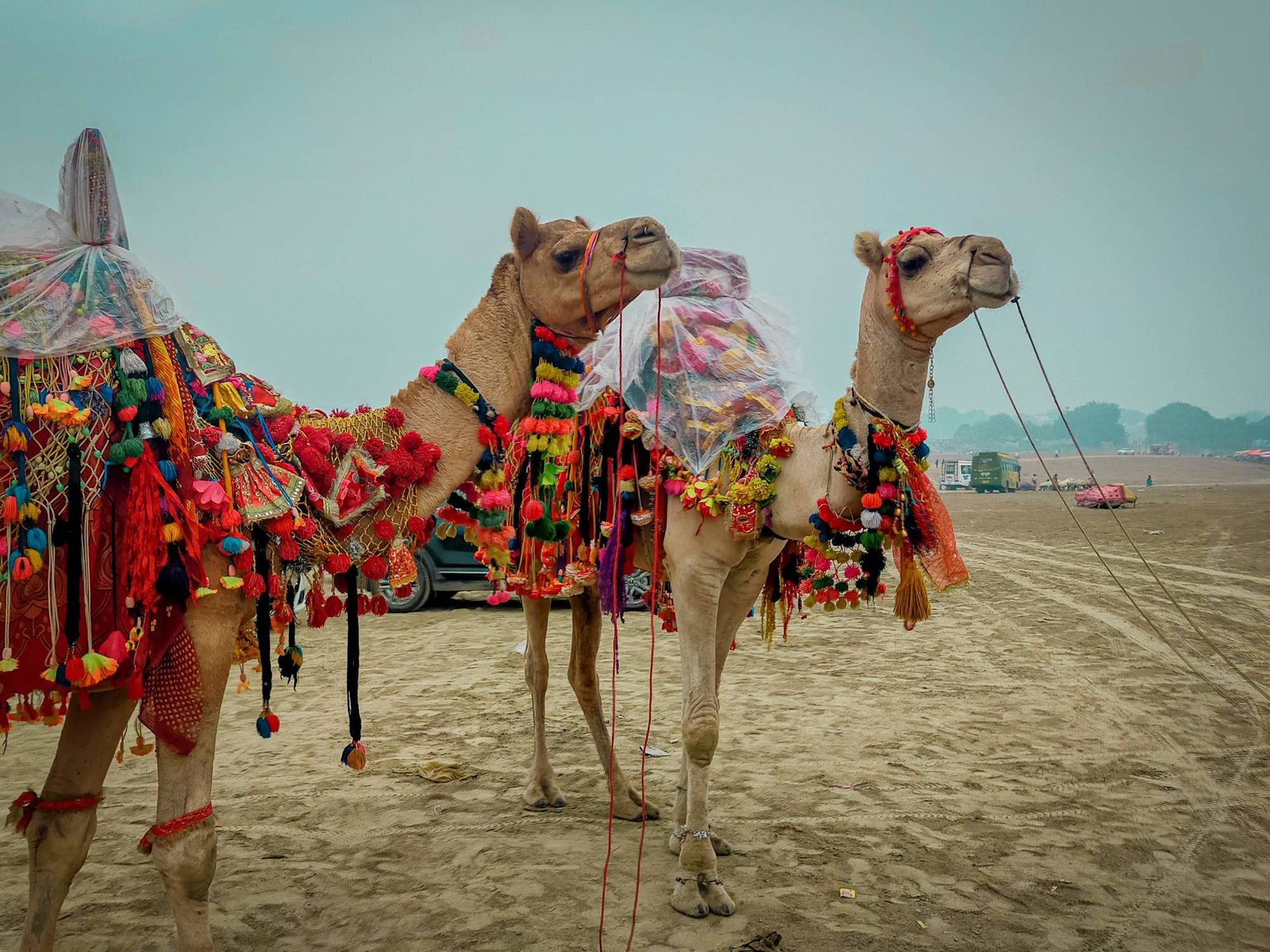 Camellos decorados con pompones y telas de colores en la Feria de Camellos de Pushkar, Rajastán