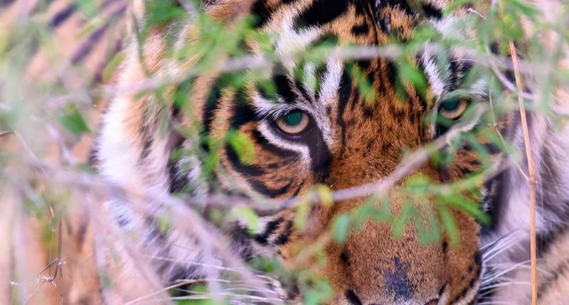 Un tigre de Bengala observa entre la maleza en un parque nacional de la India