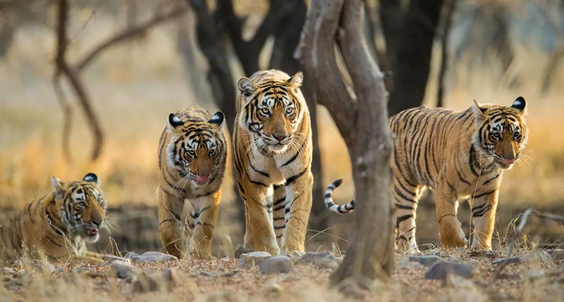 Tigre de Bengala caminando entre la selva seca del Parque Nacional de Ranthambore, en Rajastán, India