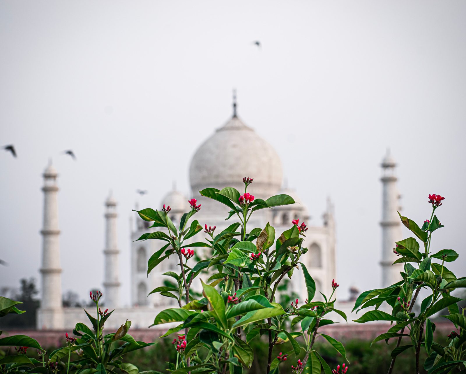 El Taj Mahal entre flores, Agra