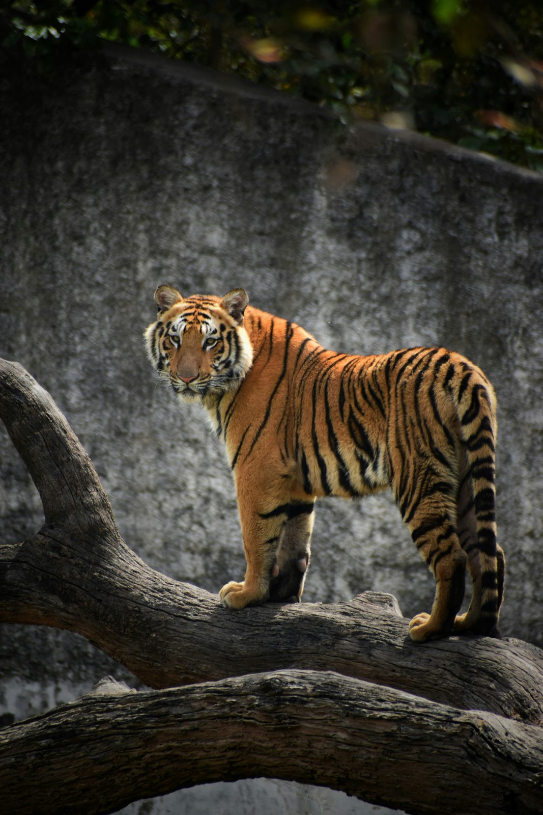 A la Sombra del Tigre