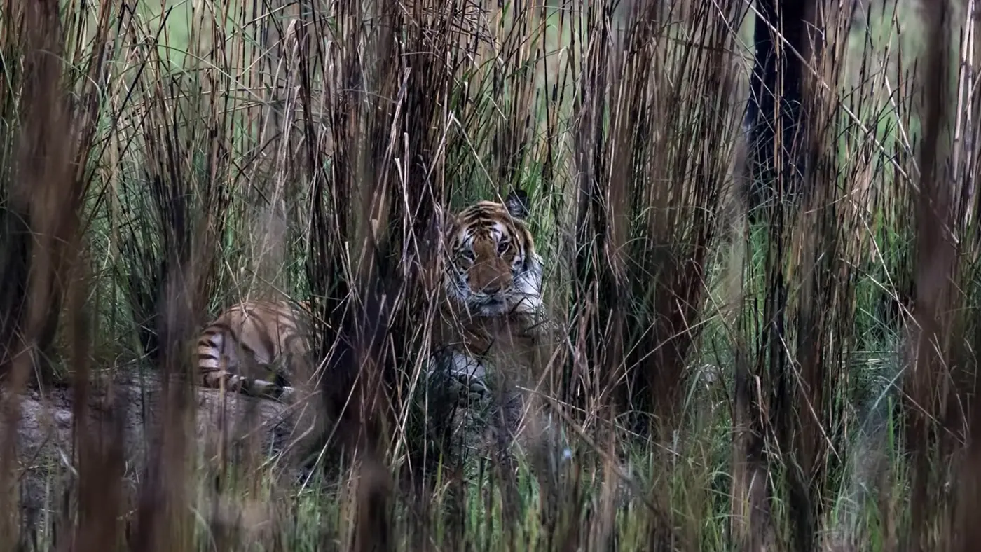 Tigresa de Bengala oculta entre la hierba alta