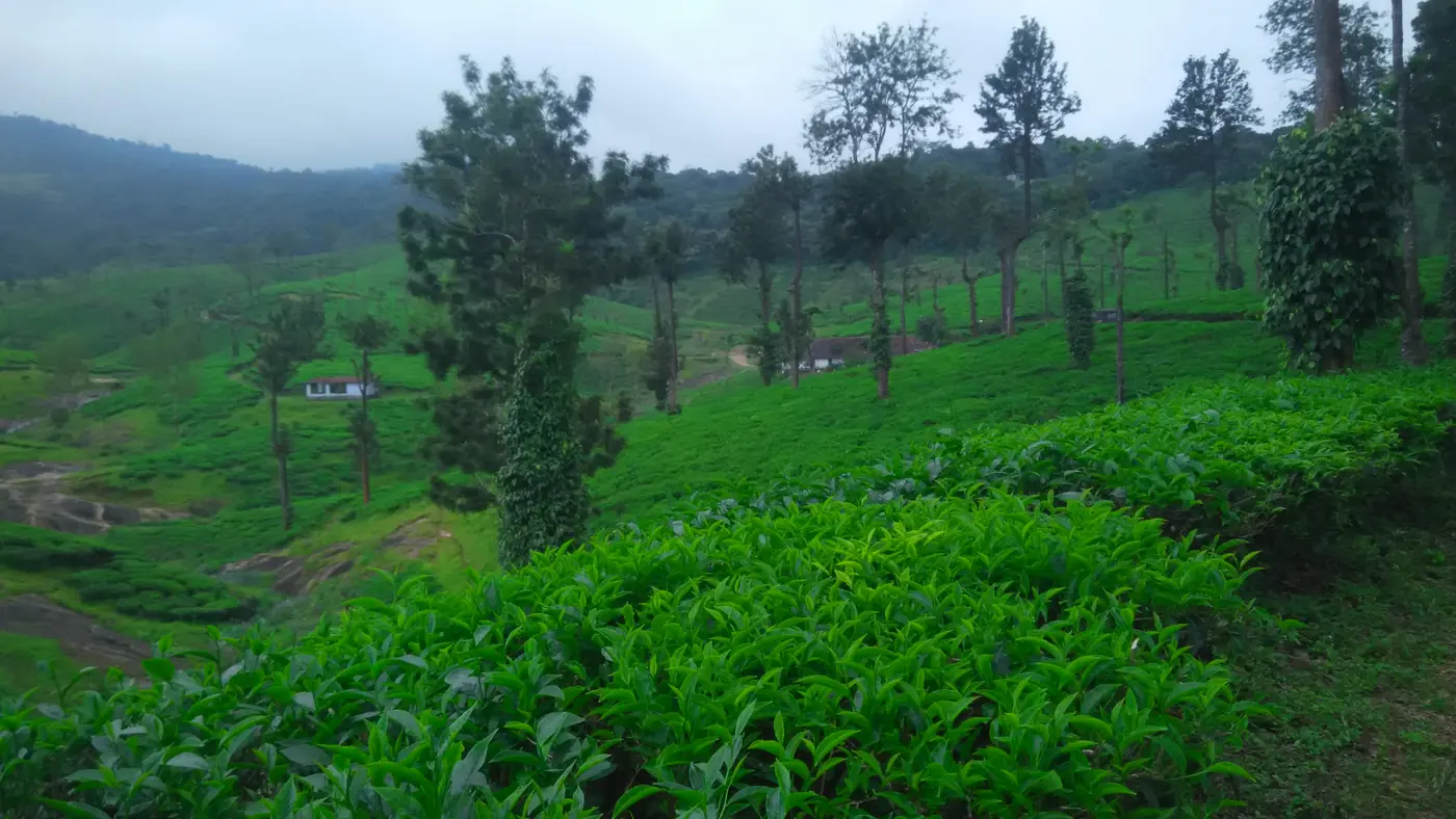 Camino a Munnar entre colinas verdes del interior de Kerala