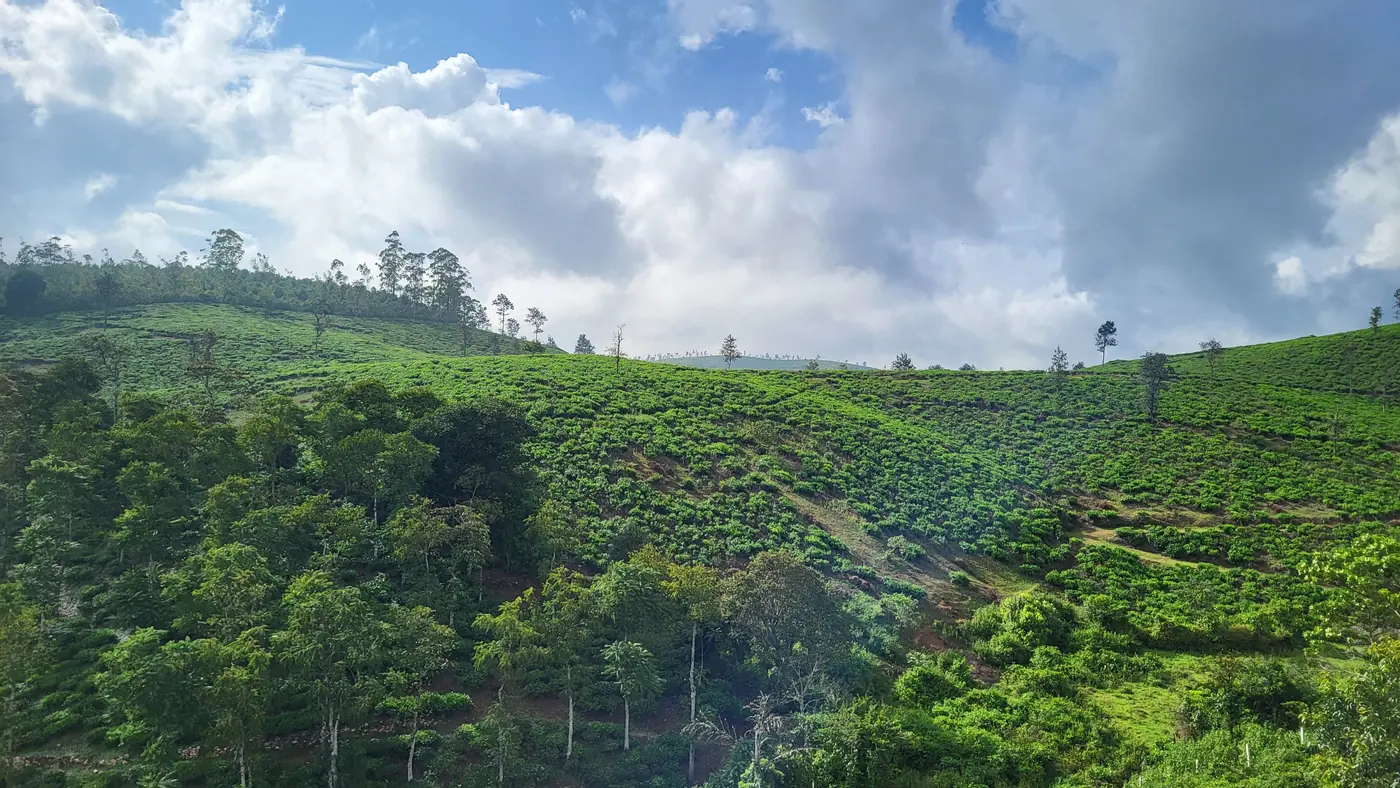 Plantaciones de té de Munnar ascendiendo hacia las nubes