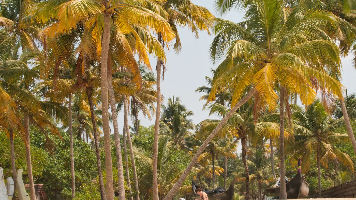 Cocoteros inclinados sobre la arena de una playa de Alleppey