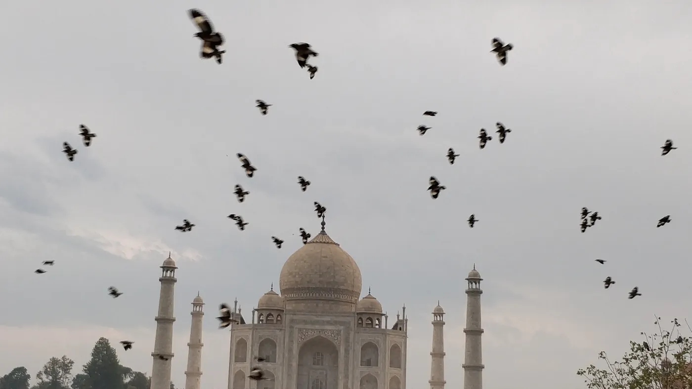 Bandada de pájaros sobre el Taj Mahal, Agra