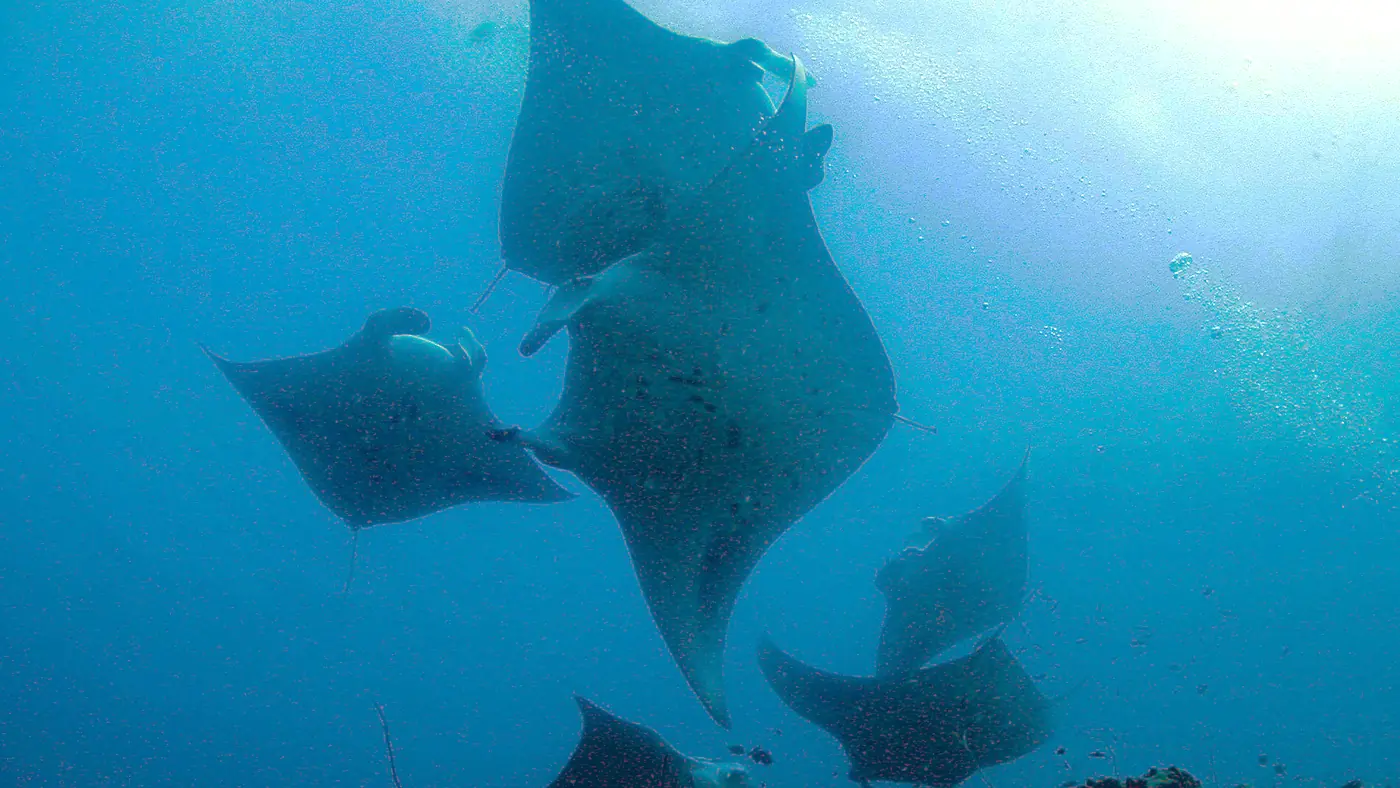 Mantas raya en mar abierto, un encuentro de temporada en las Maldivas